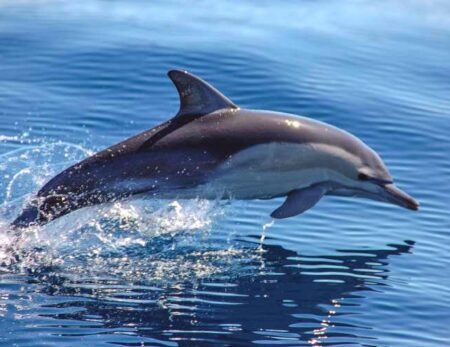 musandam dolphins