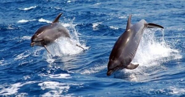 Musandam Dolphins