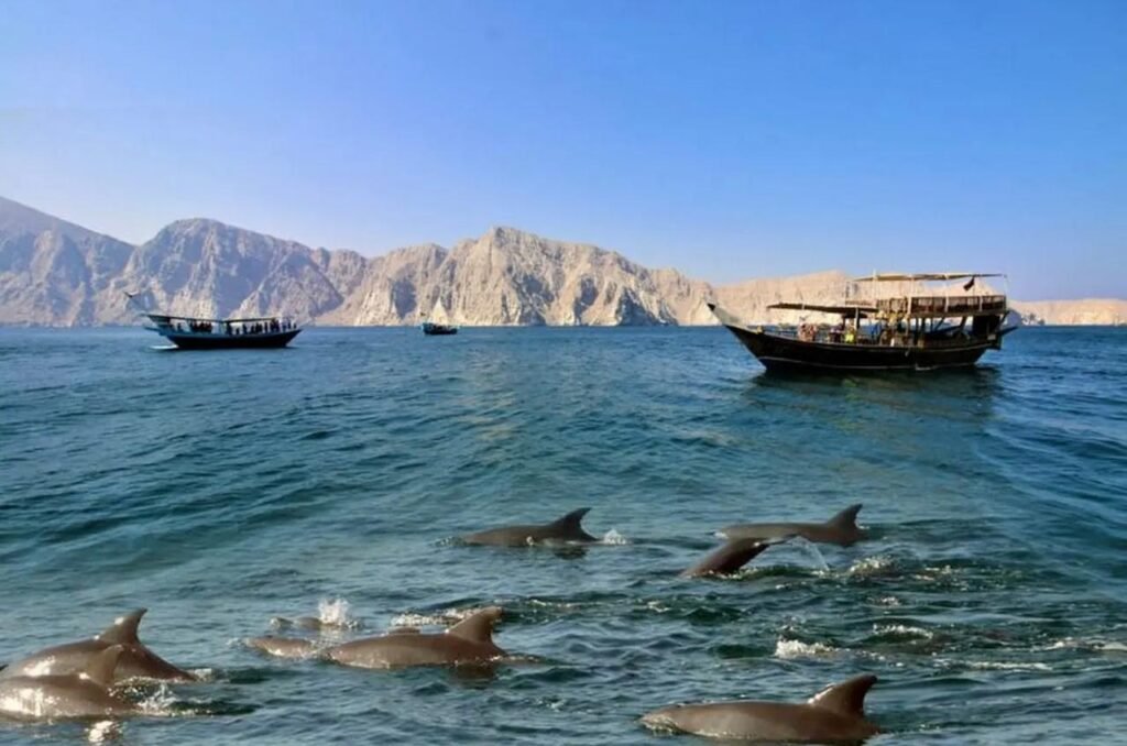 Dolphins beside dhows in Khor Sham, Musandam