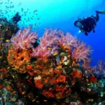 A diver above colorful soft coral on a Khasab dive trip