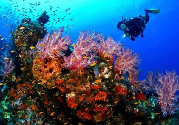 A diver above colorful soft coral on a Khasab dive trip