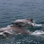 Two dolphins swimming in Khor Sham on the Khasab tour