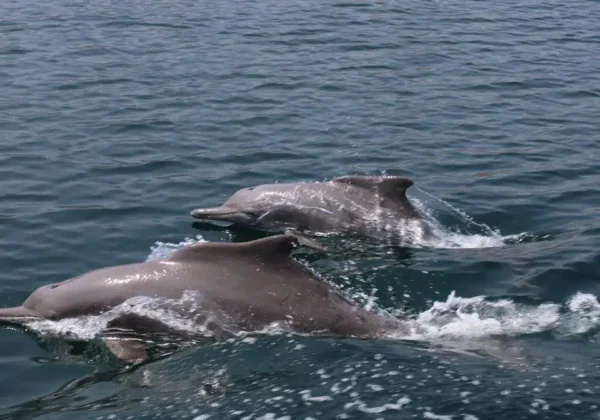 Two dolphins swimming in Khor Sham on the Khasab tour