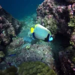 An angelfish swimming between reef rocks in Musandam