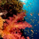 Pink soft coral with orange anthias fish in Musandam