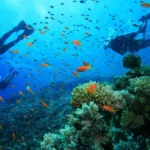 Divers swimming over a reef with schools of fish in Musandam