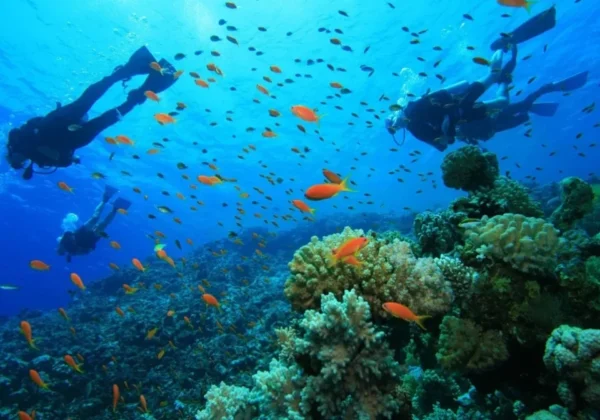 Divers swimming over a reef with schools of fish in Musandam