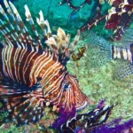 Lionfish over the coral on a Musandam dive