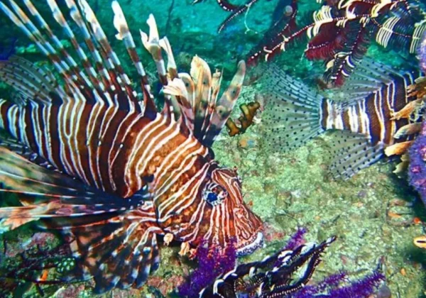 Lionfish over the coral on a Musandam dive