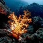 Orange soft coral on a rocky reef in the Musandam fjords