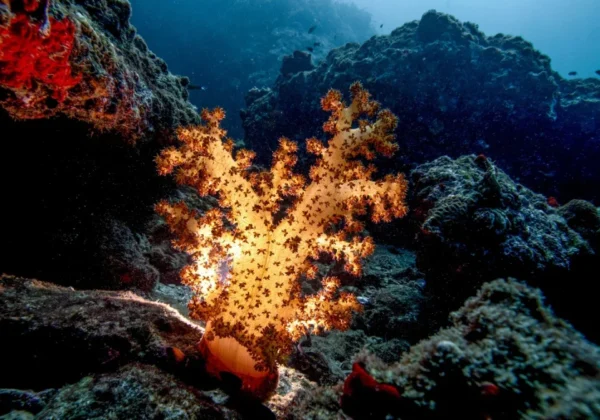 Orange soft coral on a rocky reef in the Musandam fjords