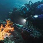 A diver lighting up soft coral with a torch in Musandam