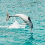 Wild dolphin jumping out of the water in Musandam