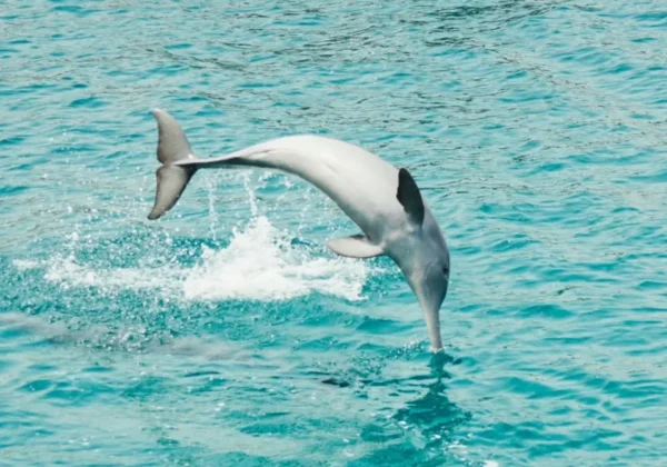 Wild dolphin jumping out of the water in Musandam